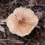 シバフタケ の高画質写真です。横浜市で、2025年6月16日に撮影したものです。