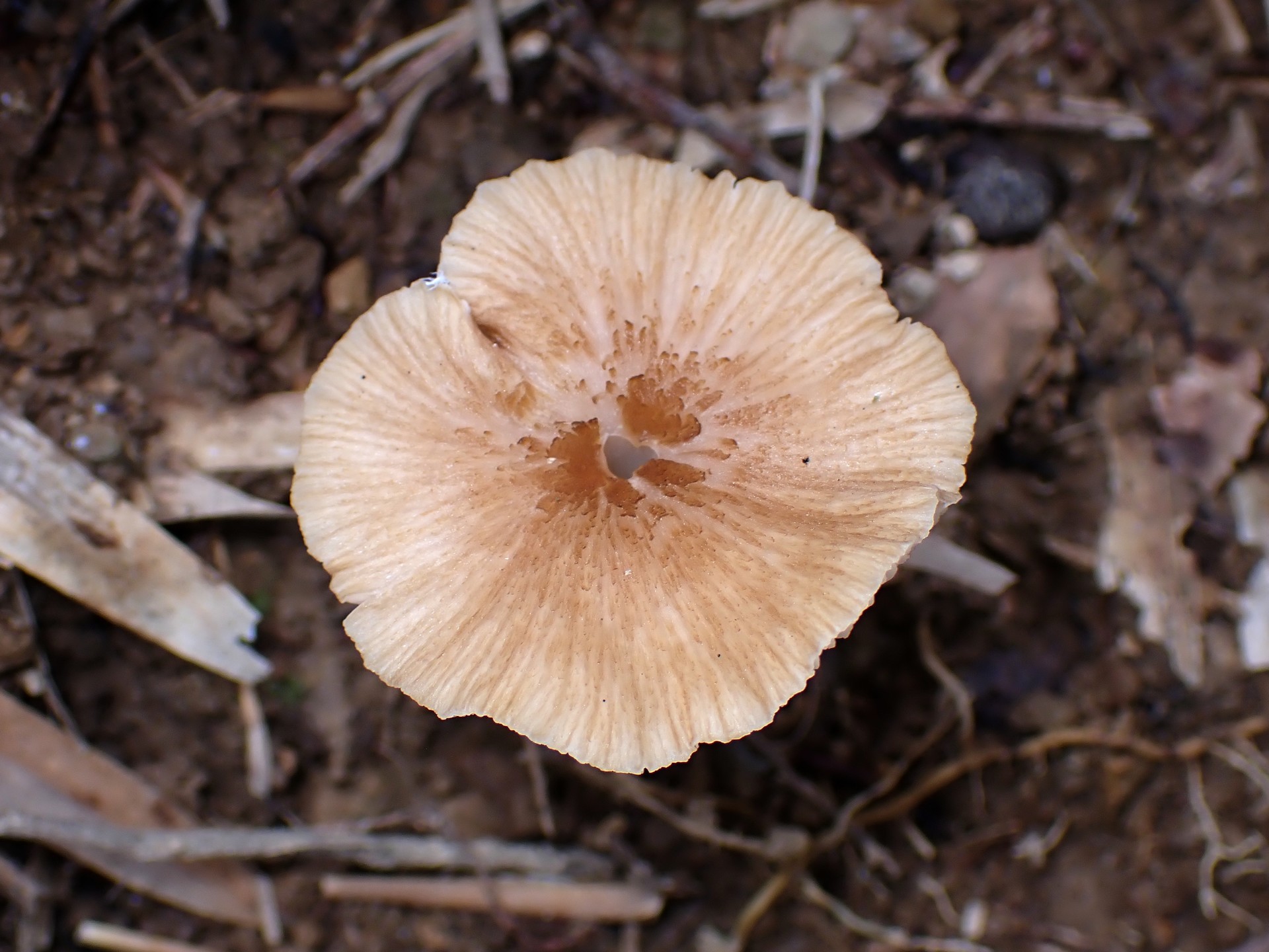 シバフタケ の高画質写真です。横浜市で、2025年6月16日に撮影したものです。