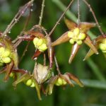 スズサイコ の高画質写真です。横浜市で、2025年6月1日に撮影したものです。