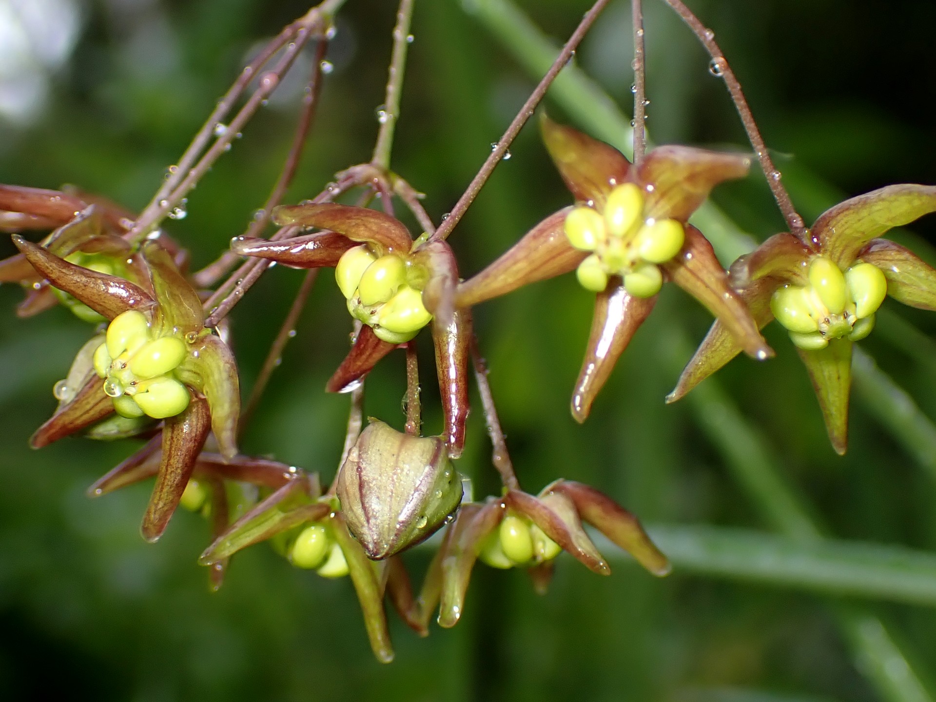 スズサイコ の高画質写真です。横浜市で、2025年6月1日に撮影したものです。