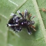 タバゲササラゾウムシ の高画質写真です。横浜市で、2025年6月12日に撮影したものです。