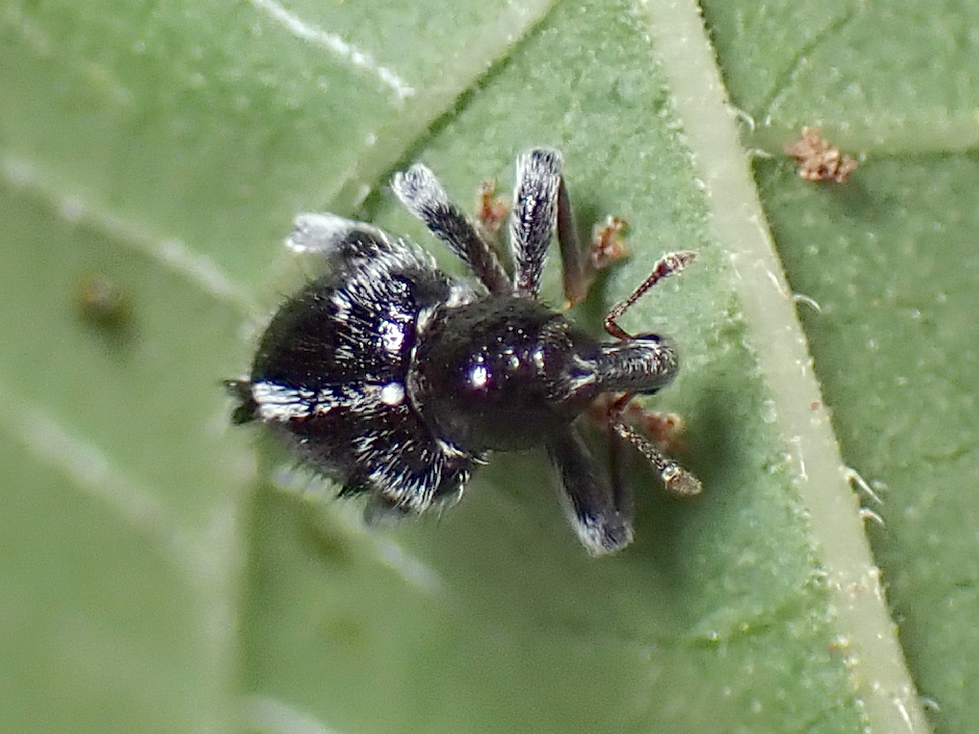 タバゲササラゾウムシ の高画質写真です。横浜市で、2025年6月12日に撮影したものです。