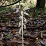 タシロラン の高画質写真です。横浜市で、2025年6月26日に撮影したものです。