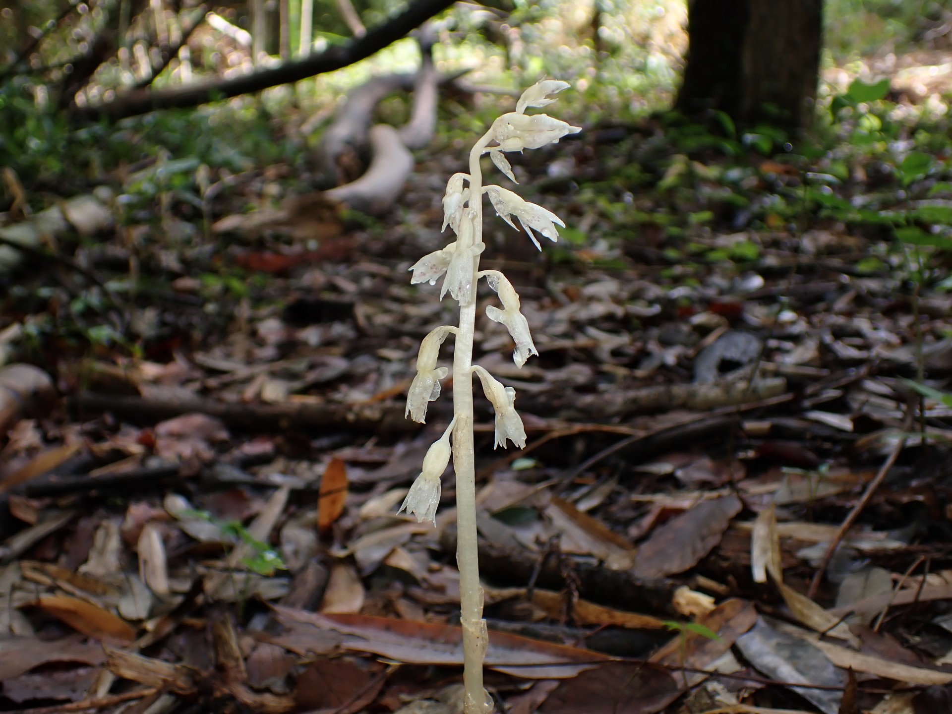 タシロラン の高画質写真です。横浜市で、2025年6月26日に撮影したものです。