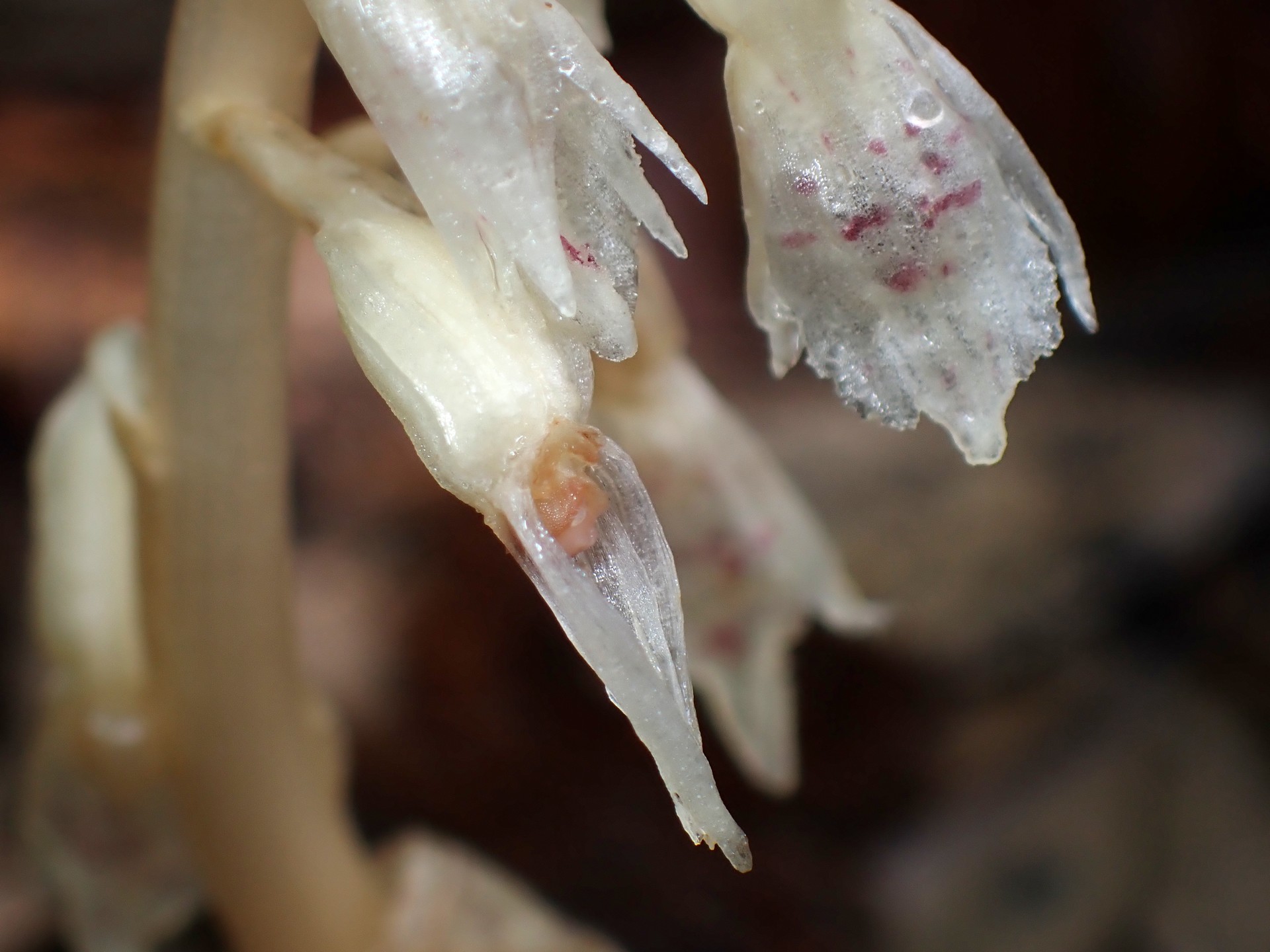 タシロラン の高画質写真です。横浜市で、2025年6月26日に撮影したものです。