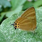 トラフシジミ の高画質写真です。横浜市で、2025年6月7日に撮影したものです。