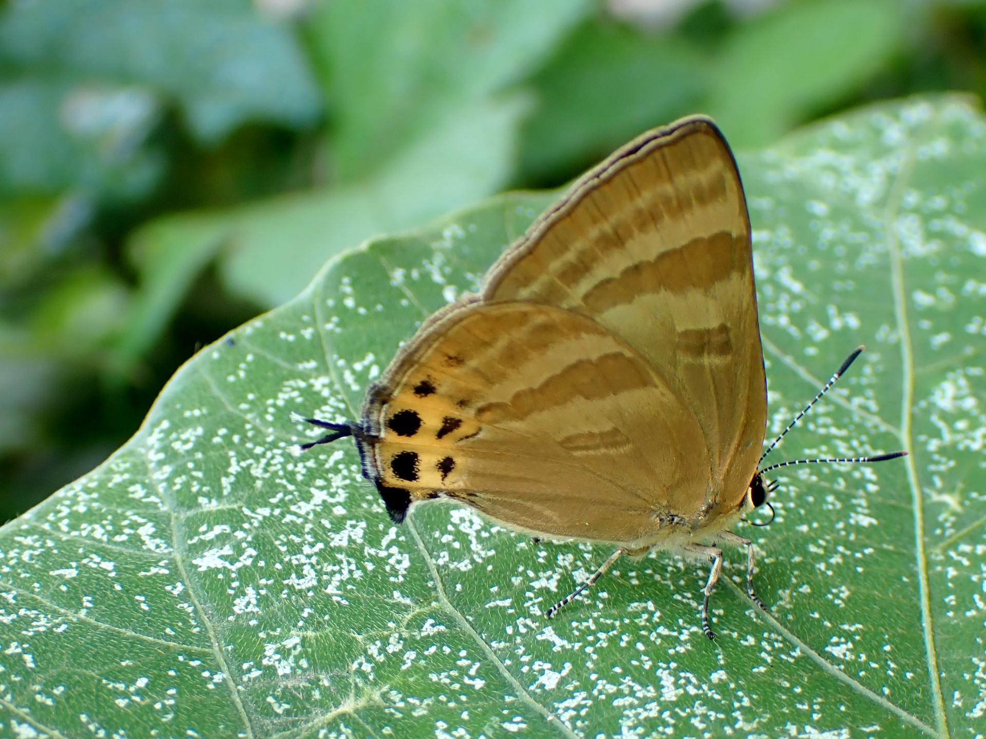トラフシジミ の高画質写真です。横浜市で、2025年6月7日に撮影したものです。