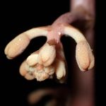 ツチアケビ の高画質写真です。横浜市で、2025年6月1日に撮影したものです。