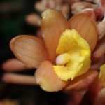 ツチアケビ の高画質写真です。横浜市で、2025年6月12日に撮影したものです。