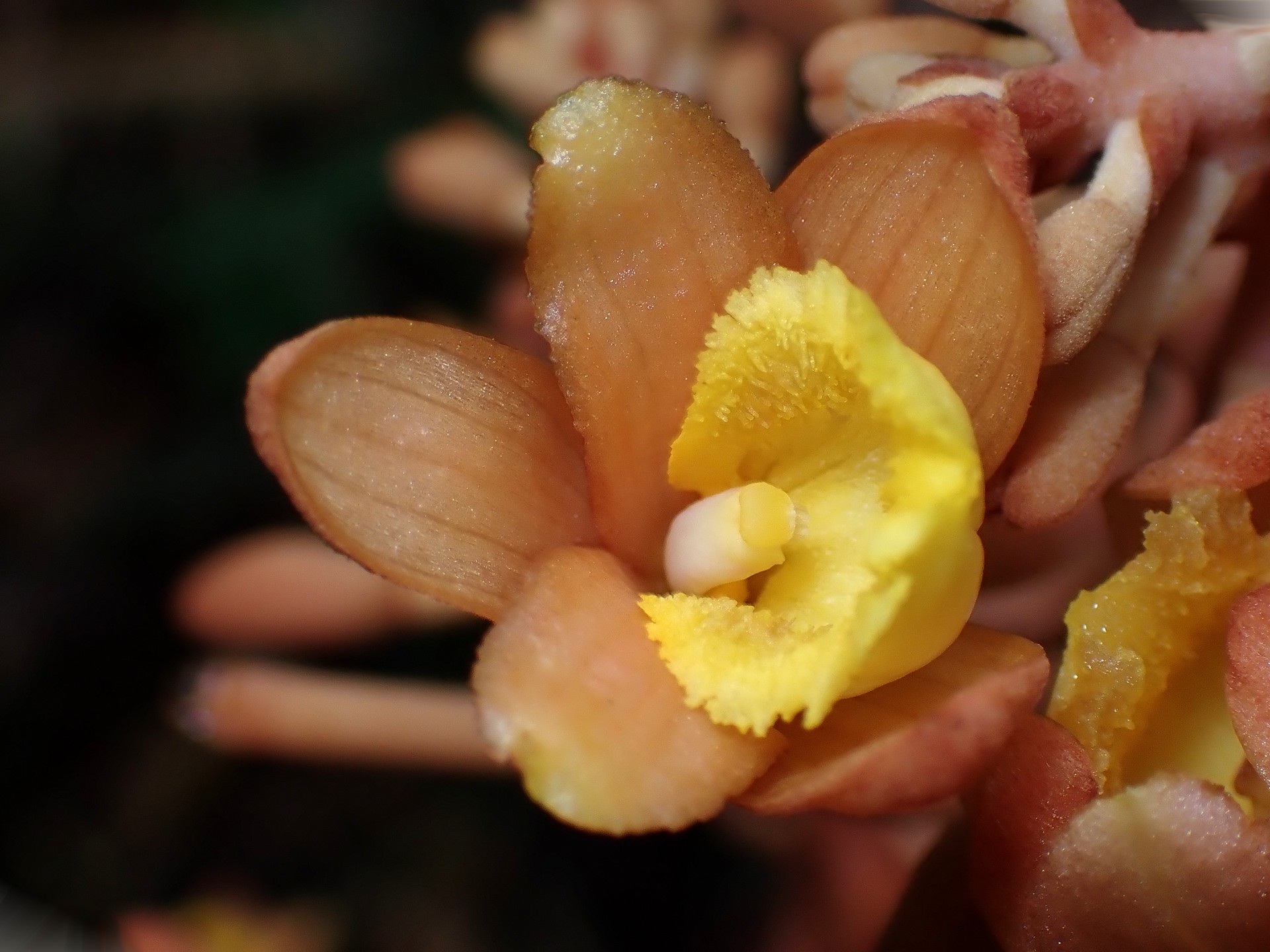 ツチアケビ の高画質写真です。横浜市で、2025年6月12日に撮影したものです。