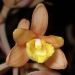 ツチアケビ の高画質写真です。横浜市で、2025年6月22日に撮影したものです。