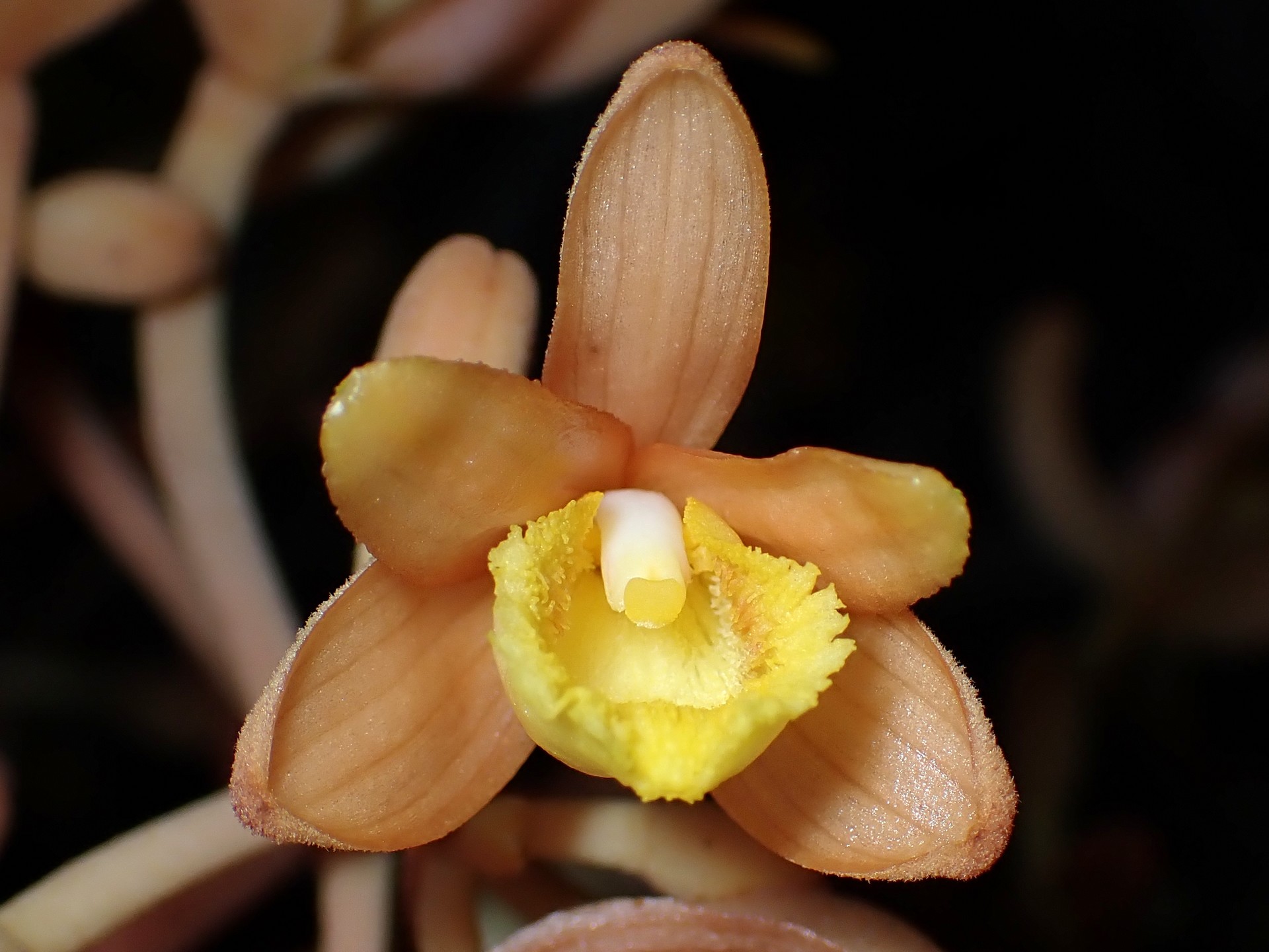 ツチアケビ の高画質写真です。横浜市で、2025年6月22日に撮影したものです。