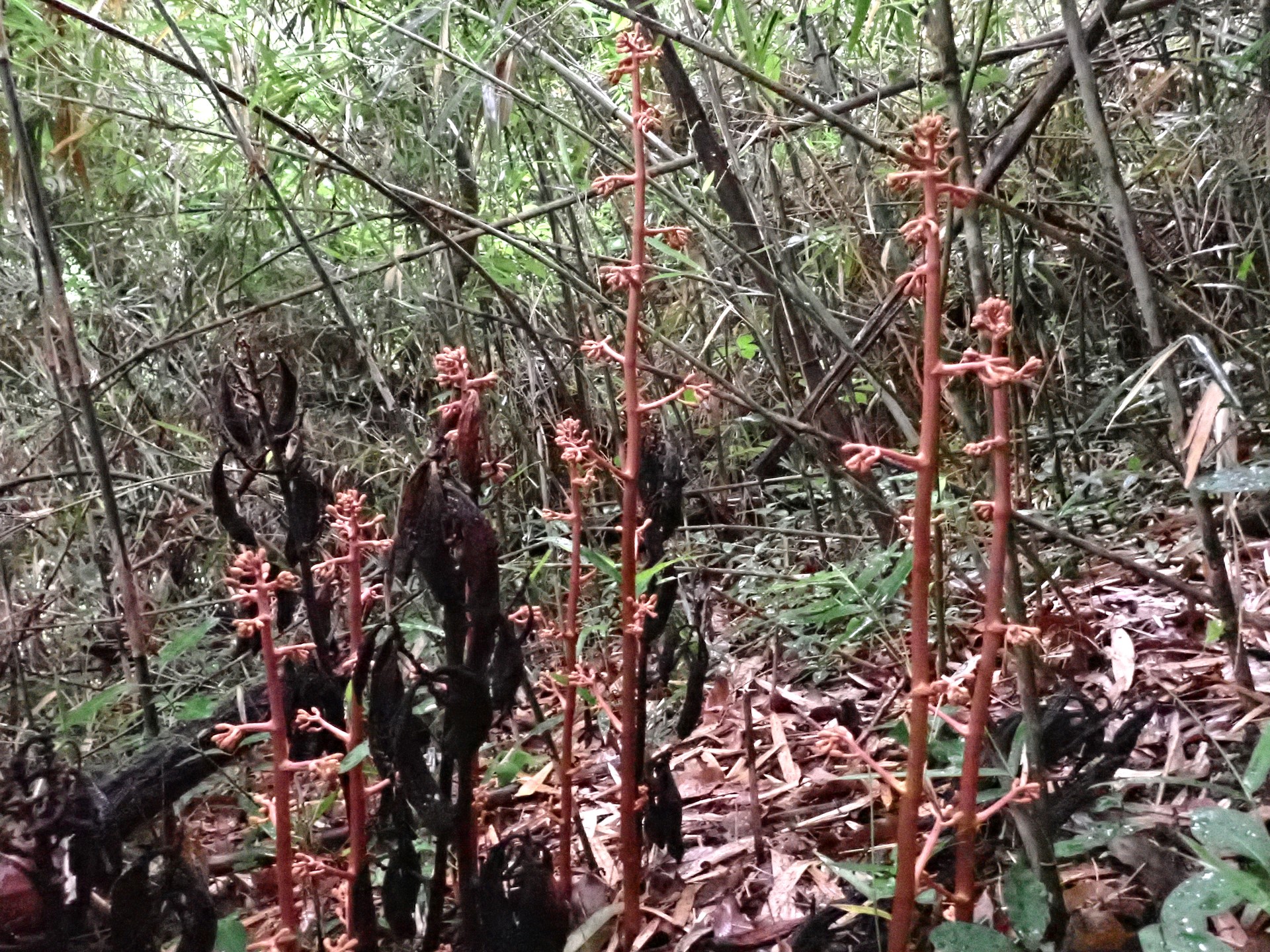ツチアケビ の高画質写真です。横浜市で、2025年6月1日に撮影したものです。