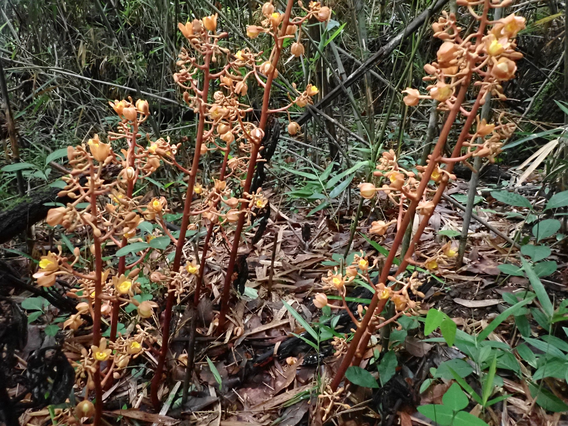ツチアケビ の高画質写真です。横浜市で、2025年6月12日に撮影したものです。