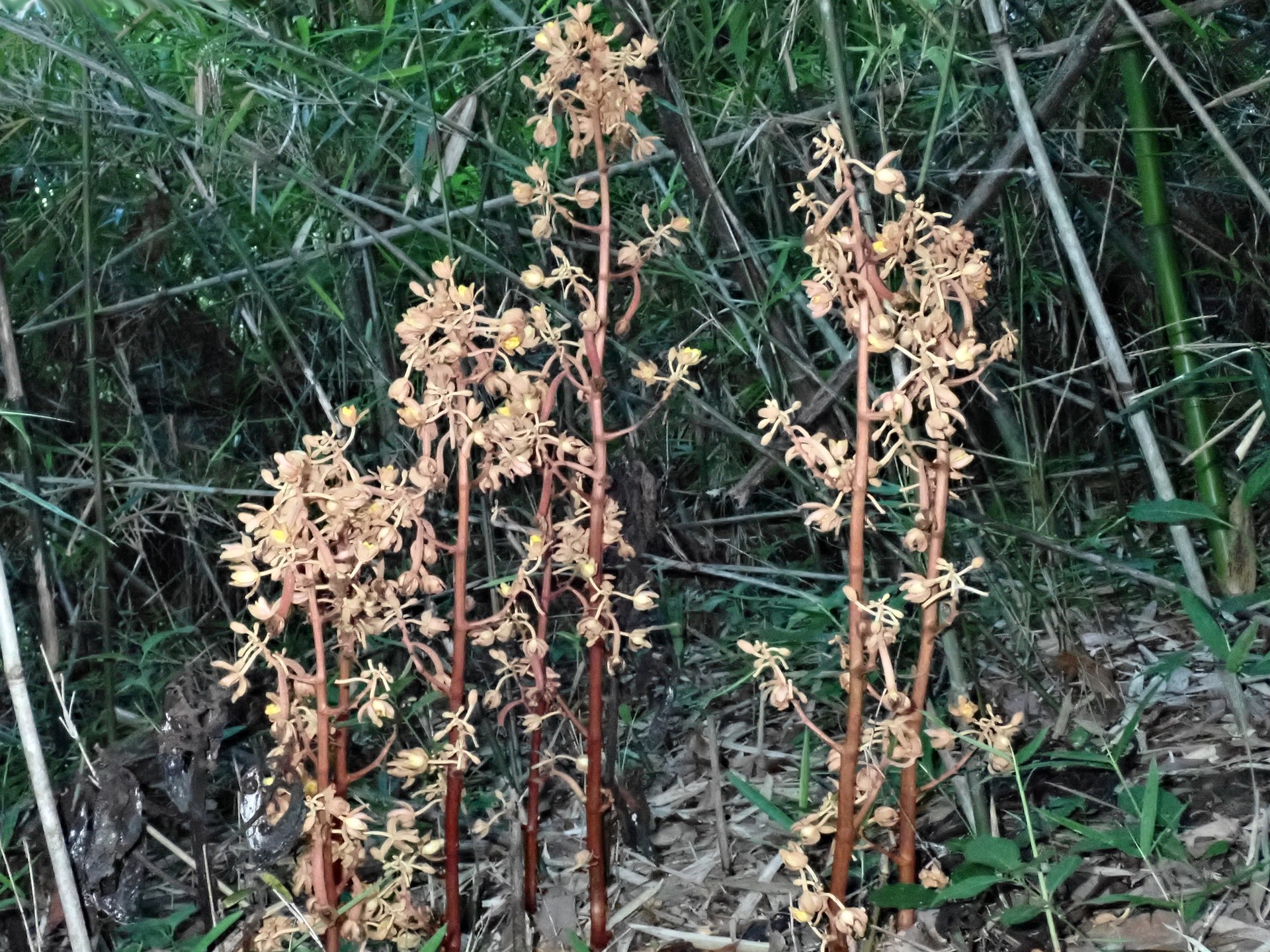 ツチアケビ の高画質写真です。横浜市で、2025年6月22日に撮影したものです。