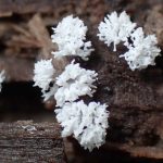 ツノホコリ の高画質写真です。横浜市で、2025年6月16日に撮影したものです。