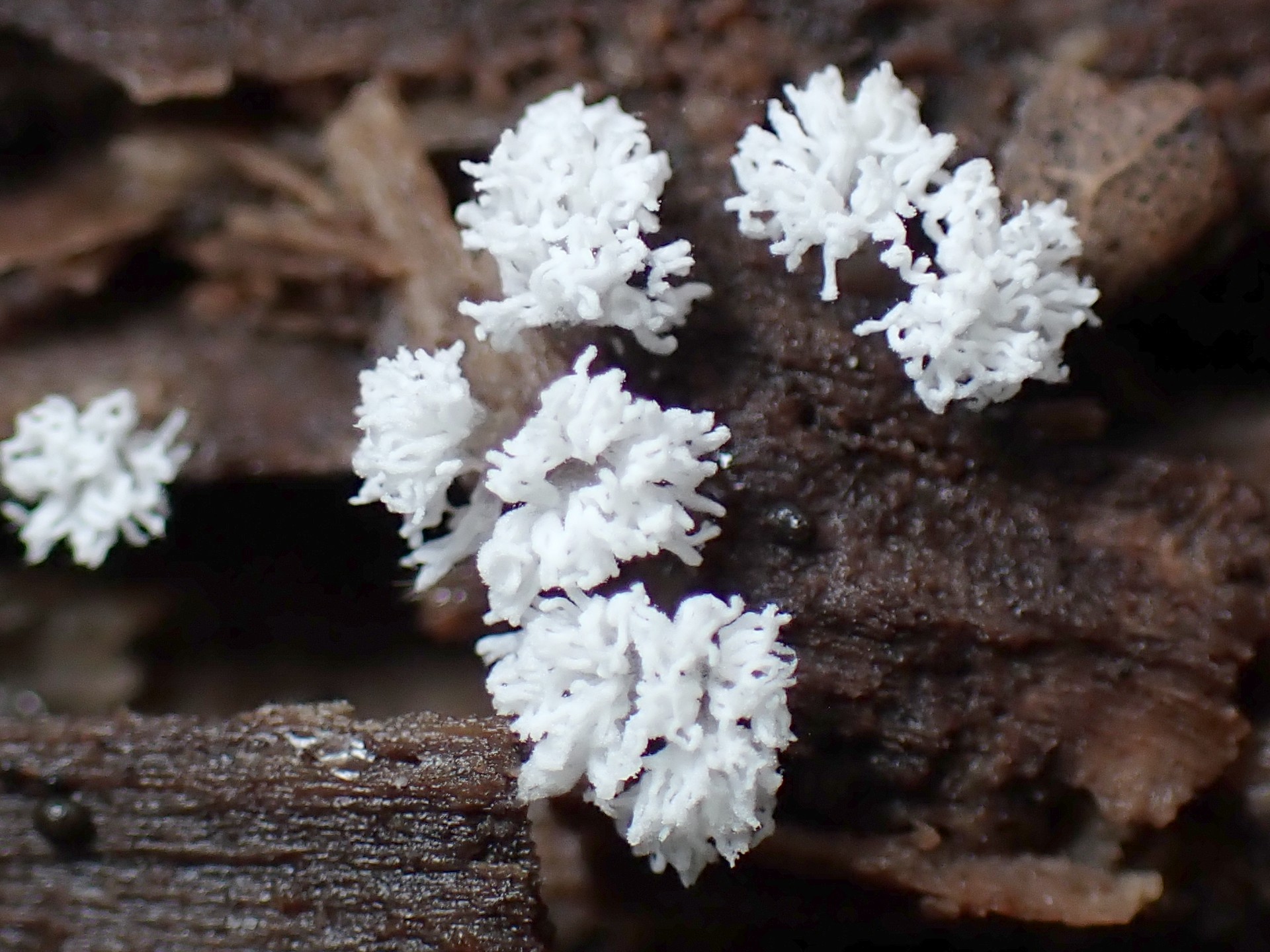ツノホコリ の高画質写真です。横浜市で、2025年6月16日に撮影したものです。