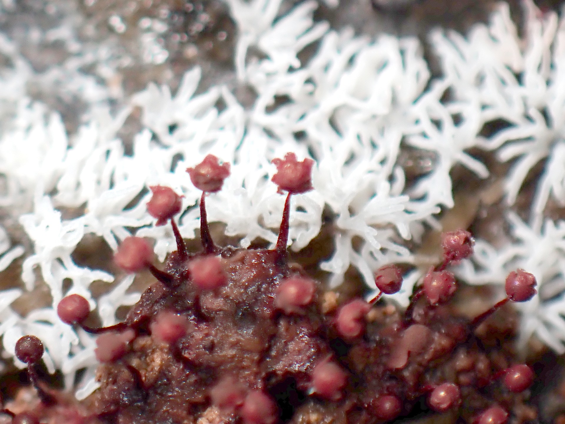 ツノホコリ の高画質写真です。横浜市で、2025年6月30日に撮影したものです。