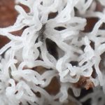 ツノホコリ の高画質写真です。横浜市で、2025年6月30日に撮影したものです。