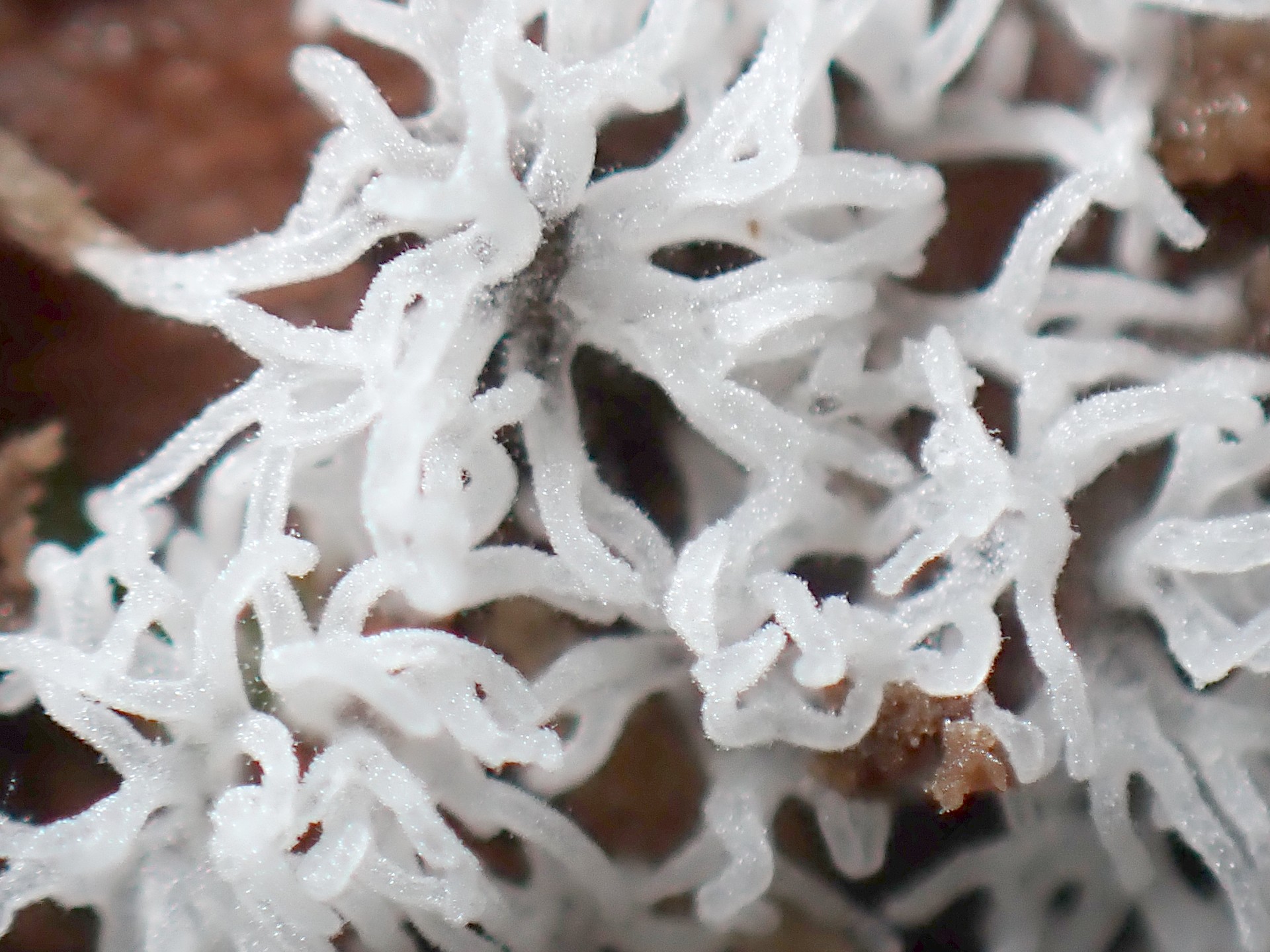 ツノホコリ の高画質写真です。横浜市で、2025年6月30日に撮影したものです。