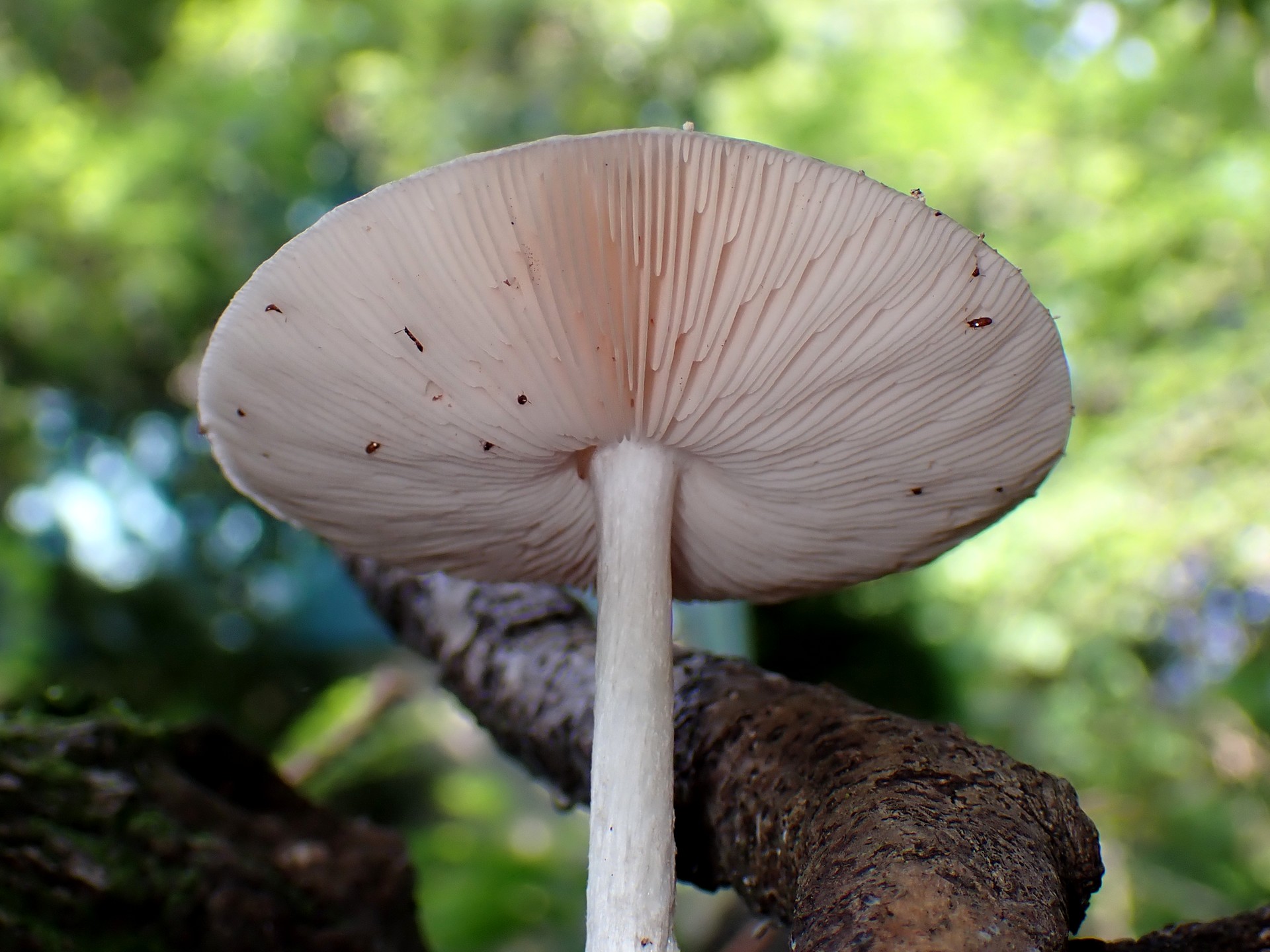 ウラベニガサ の高画質写真です。横浜市で、2025年6月20日に撮影したものです。