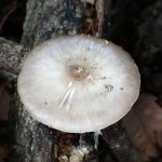 ウラベニガサ の高画質写真です。横浜市で、2025年6月20日に撮影したものです。