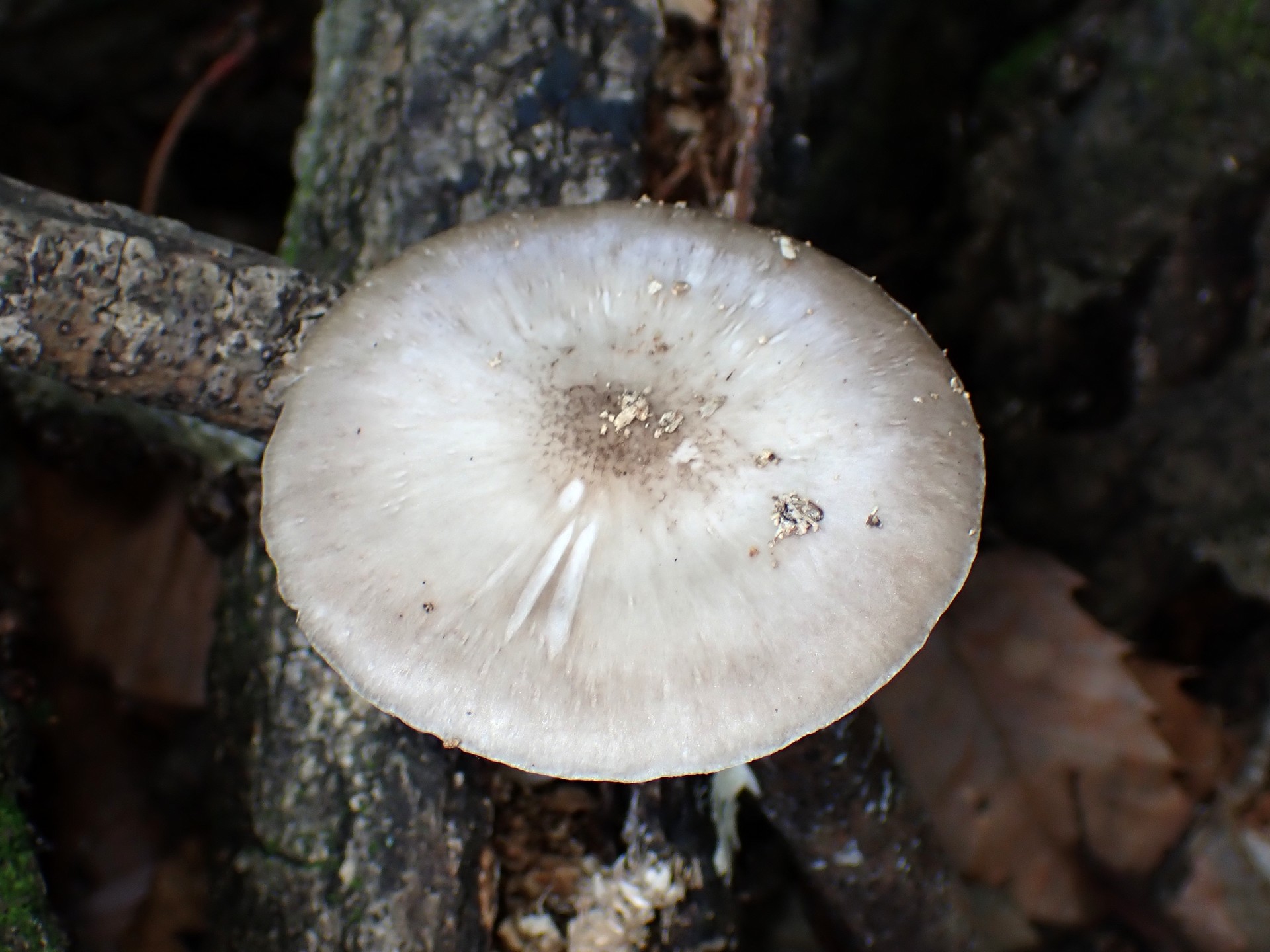 ウラベニガサ の高画質写真です。横浜市で、2025年6月20日に撮影したものです。