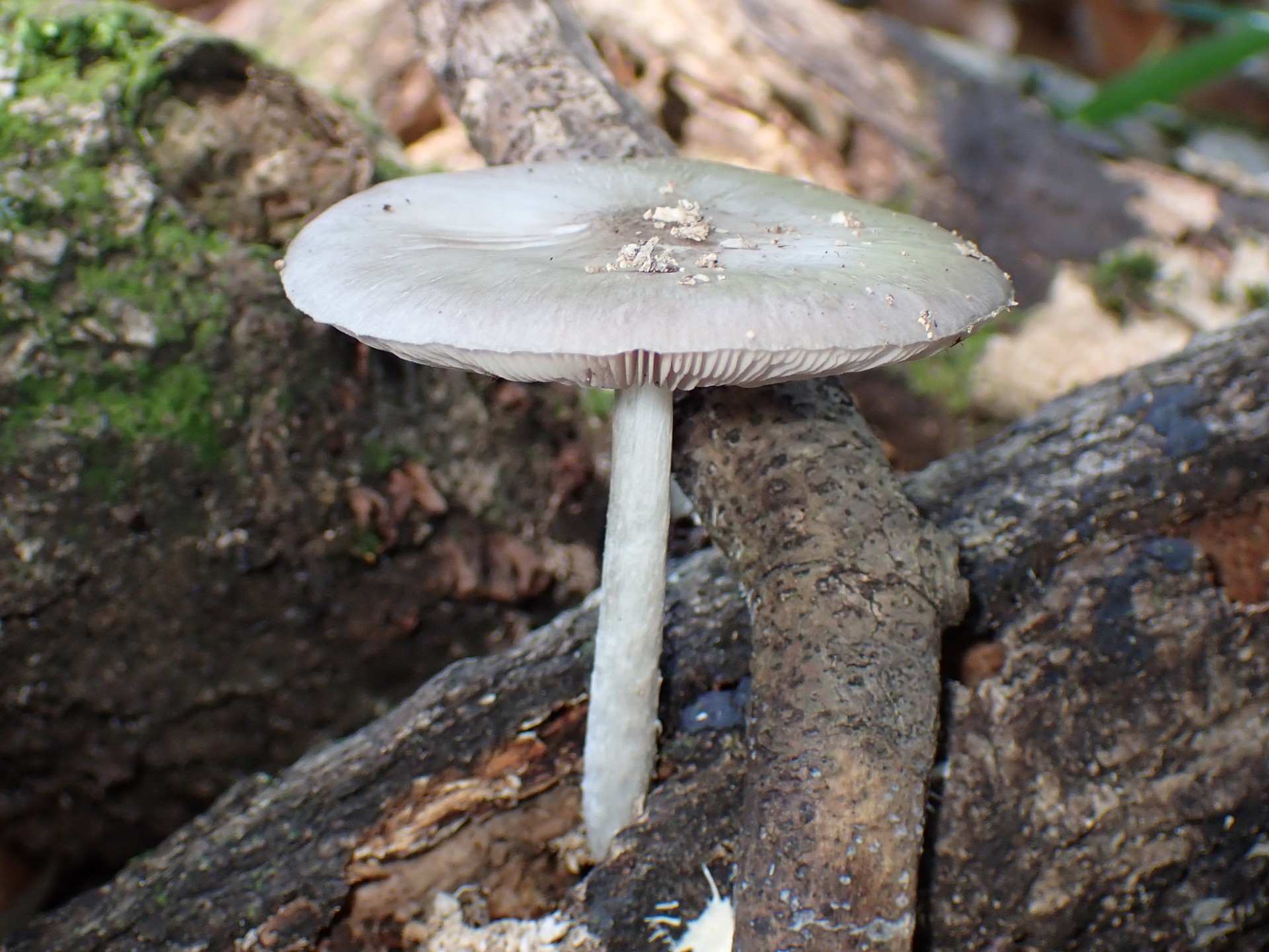 ウラベニガサ の高画質写真です。横浜市で、2025年6月20日に撮影したものです。