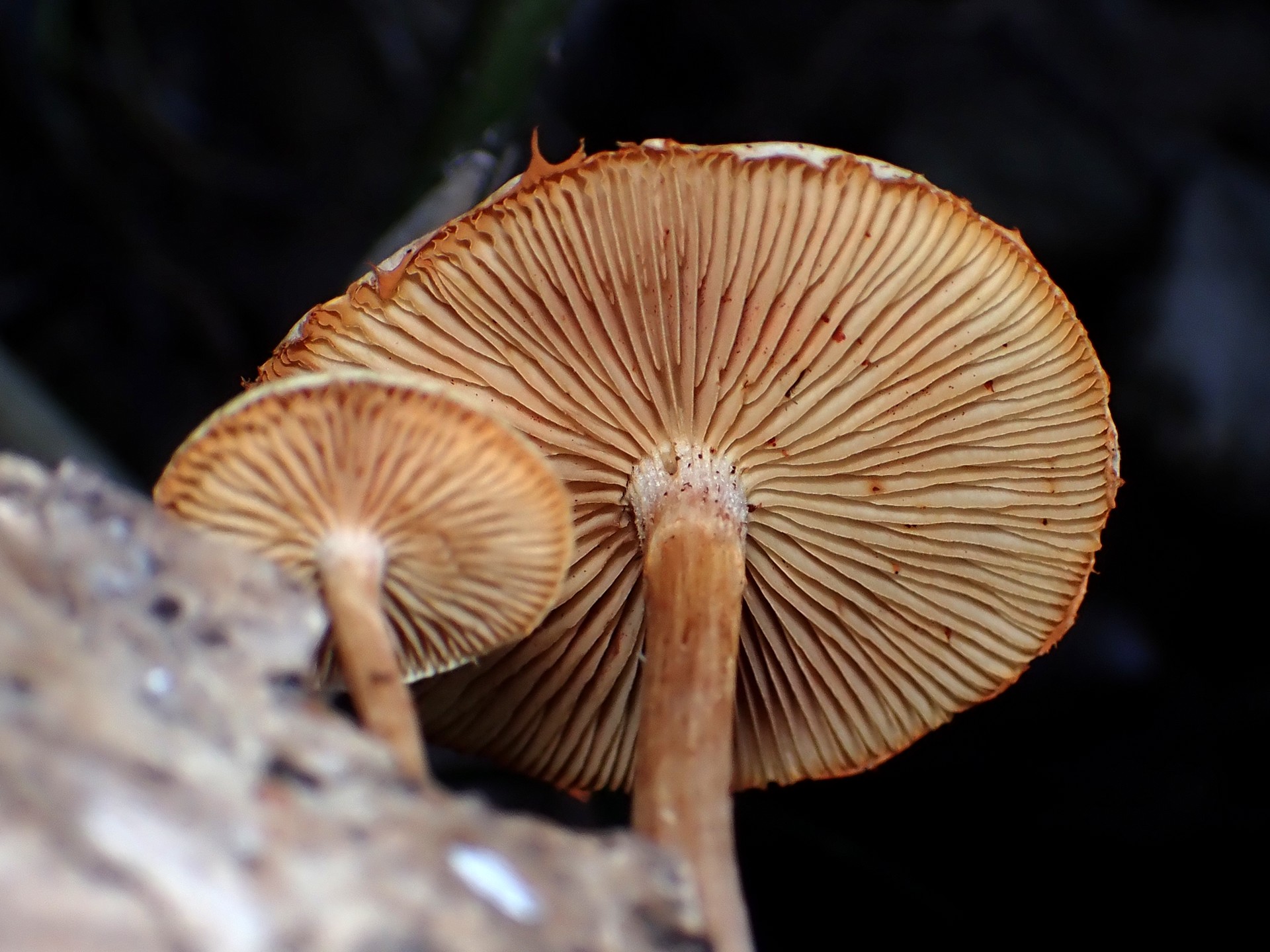 薄茶色の中型きのこ の高画質写真です。横浜市で、2025年6月20日に撮影したものです。