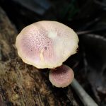 薄茶色の中型きのこ の高画質写真です。横浜市で、2025年6月20日に撮影したものです。