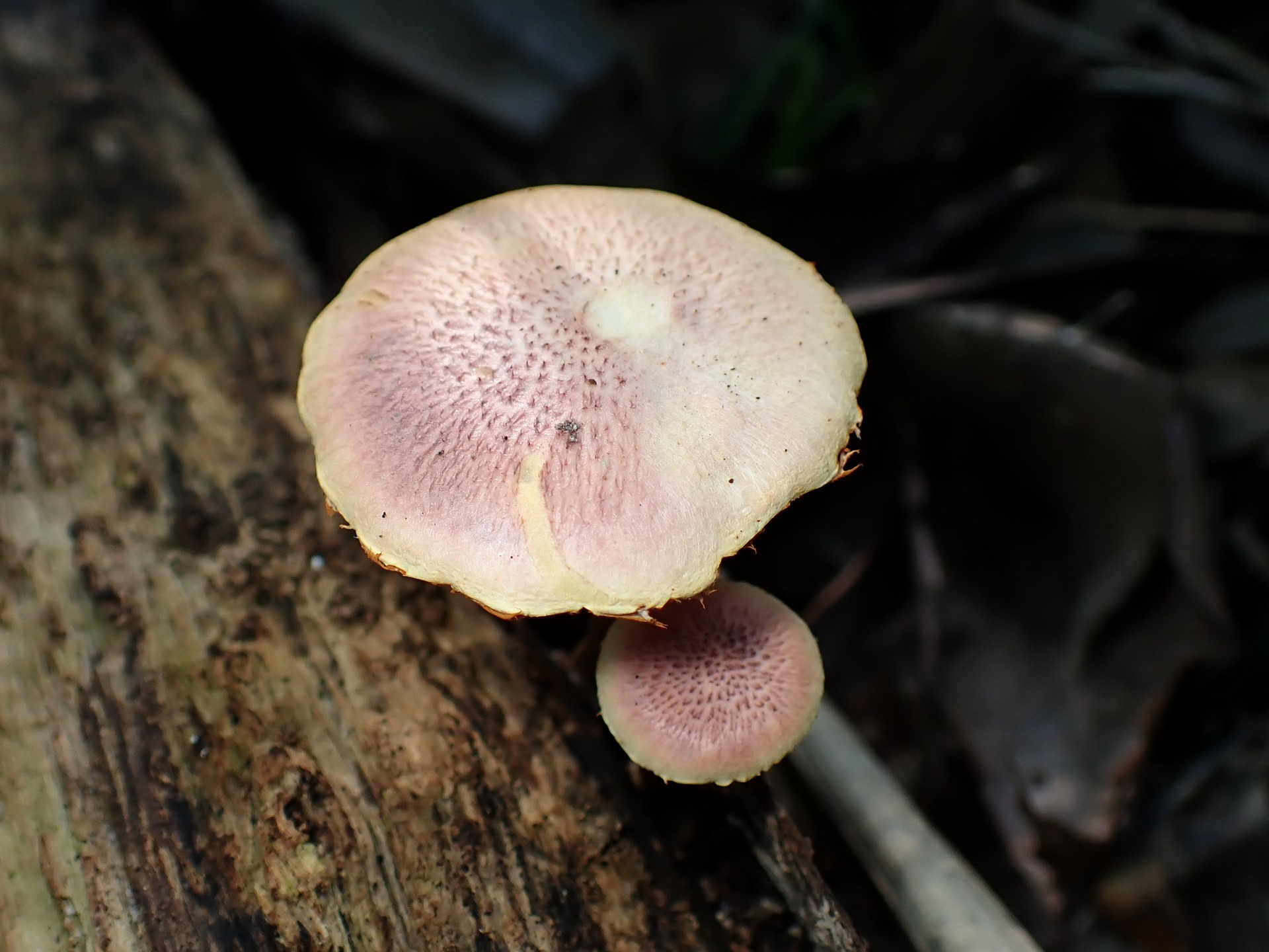 薄茶色の中型きのこ の高画質写真です。横浜市で、2025年6月20日に撮影したものです。