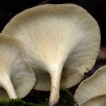 ウスヒラタケ似 の高画質写真です。横浜市で、2025年6月26日に撮影したものです。