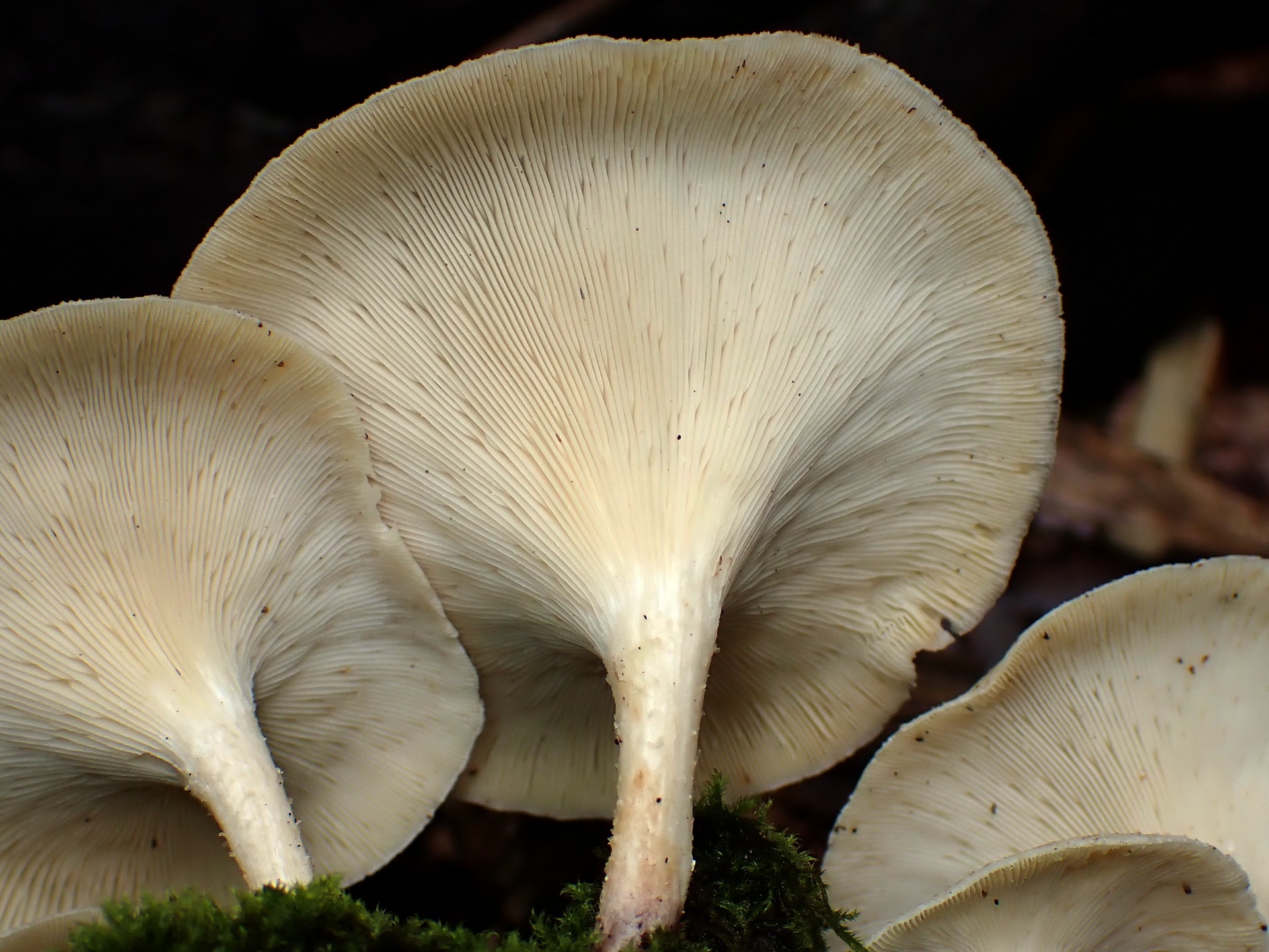 ウスヒラタケ似 の高画質写真です。横浜市で、2025年6月26日に撮影したものです。