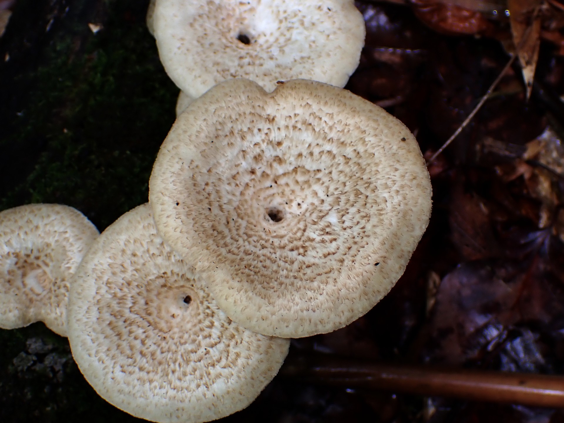 ウスヒラタケ似 の高画質写真です。横浜市で、2025年6月26日に撮影したものです。