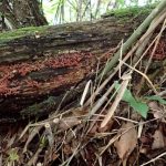 ウツボホコリ の高画質写真です。横浜市で、2025年6月16日に撮影したものです。