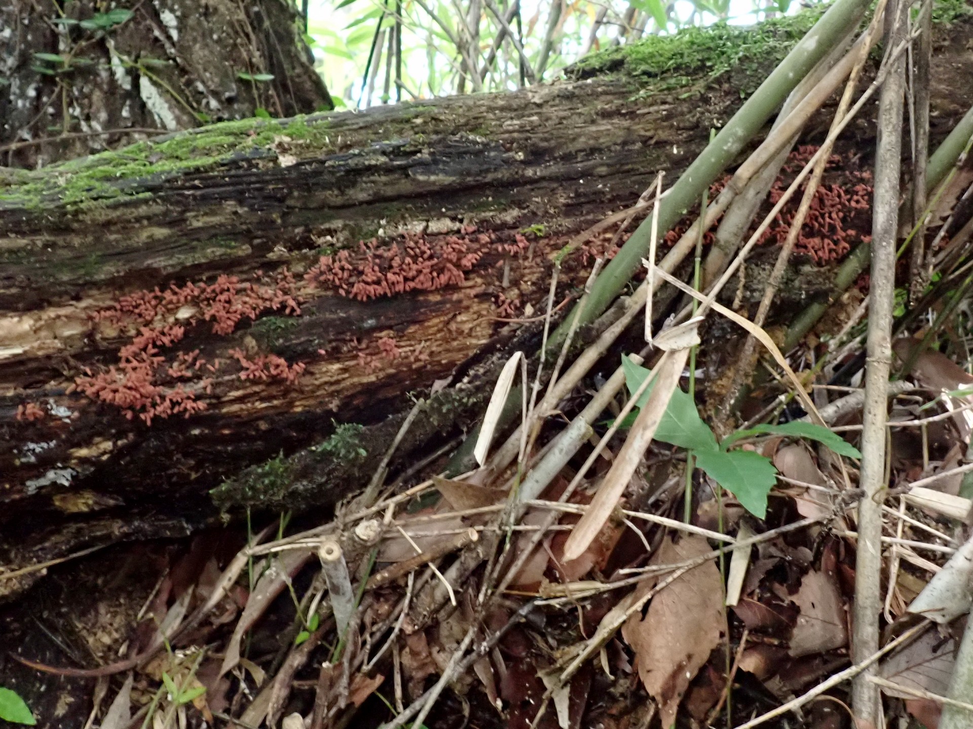 ウツボホコリ の高画質写真です。横浜市で、2025年6月16日に撮影したものです。