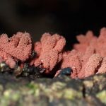 ウツボホコリ の高画質写真です。横浜市で、2025年6月6日に撮影したものです。