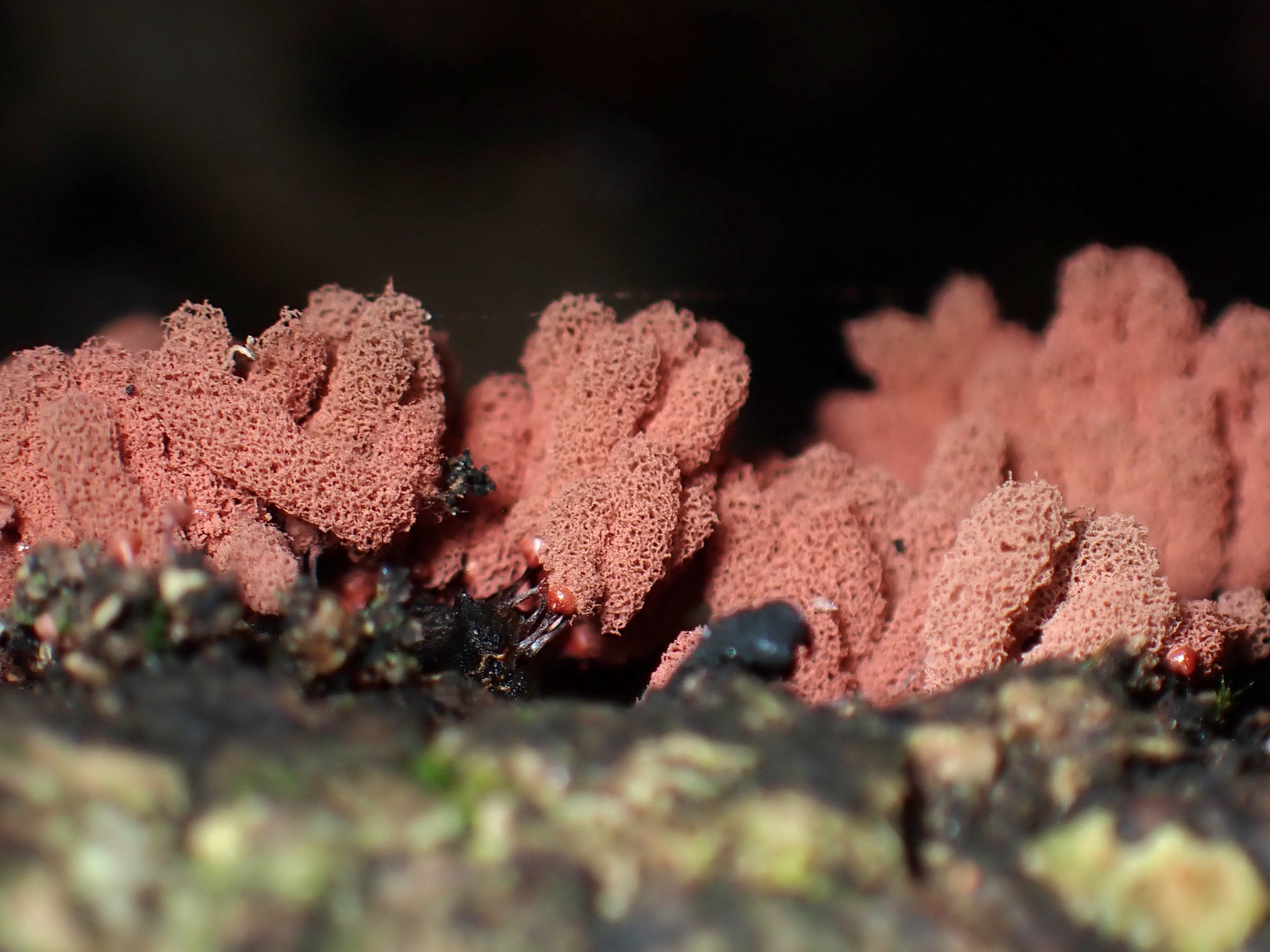 ウツボホコリ の高画質写真です。横浜市で、2025年6月6日に撮影したものです。