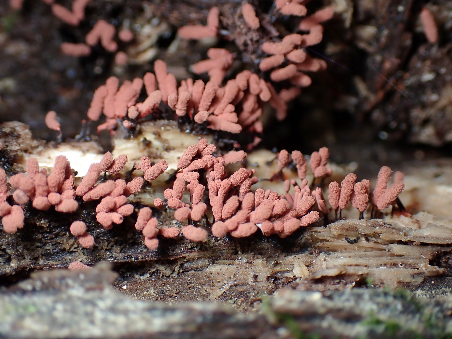ウツボホコリ の高画質写真です。横浜市で、2025年6月16日に撮影したものです。