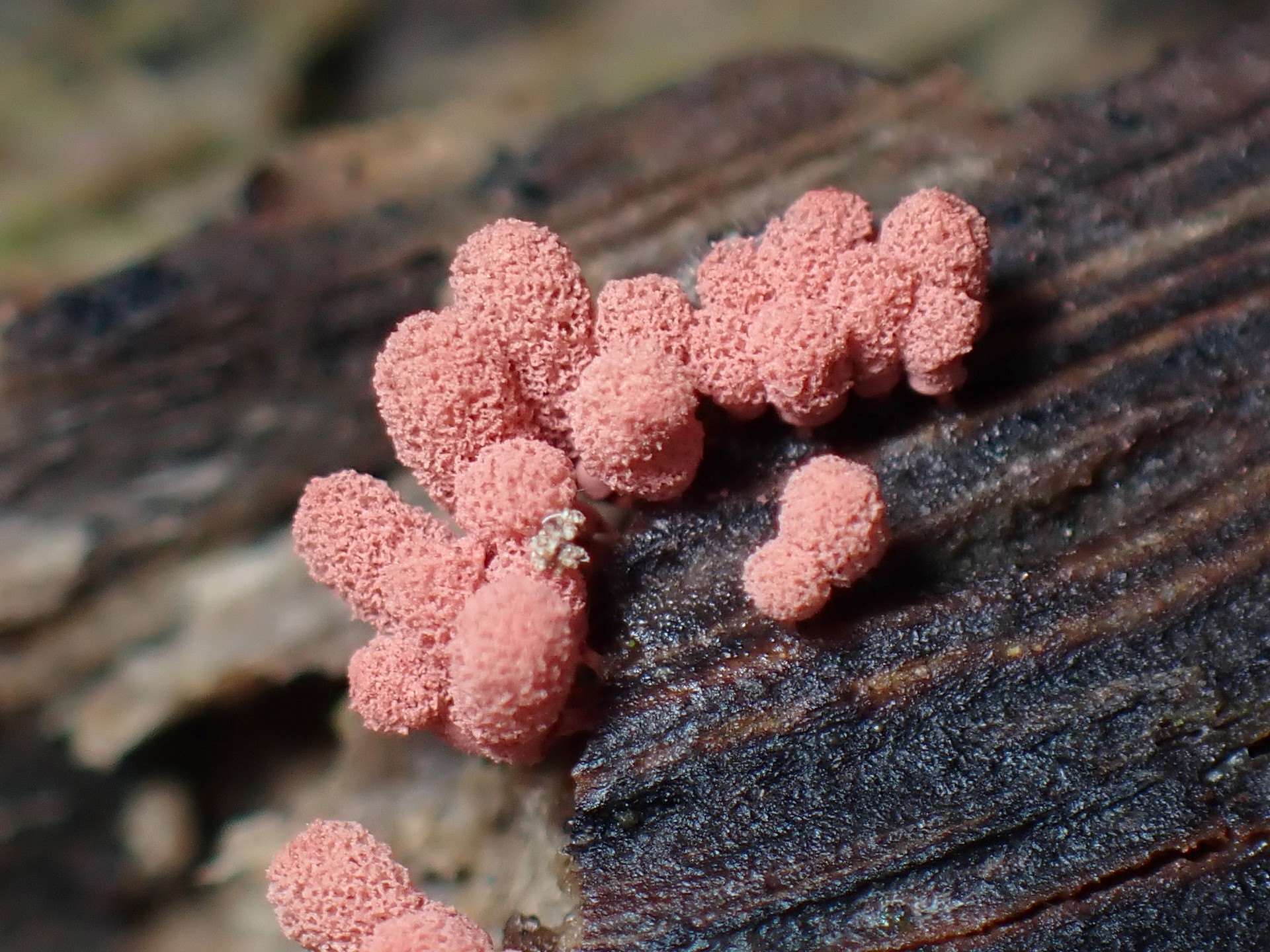 ウツボホコリ の高画質写真です。横浜市で、2025年6月14日に撮影したものです。