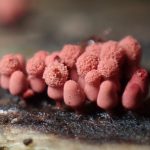 ウツボホコリ の高画質写真です。横浜市で、2025年6月14日に撮影したものです。