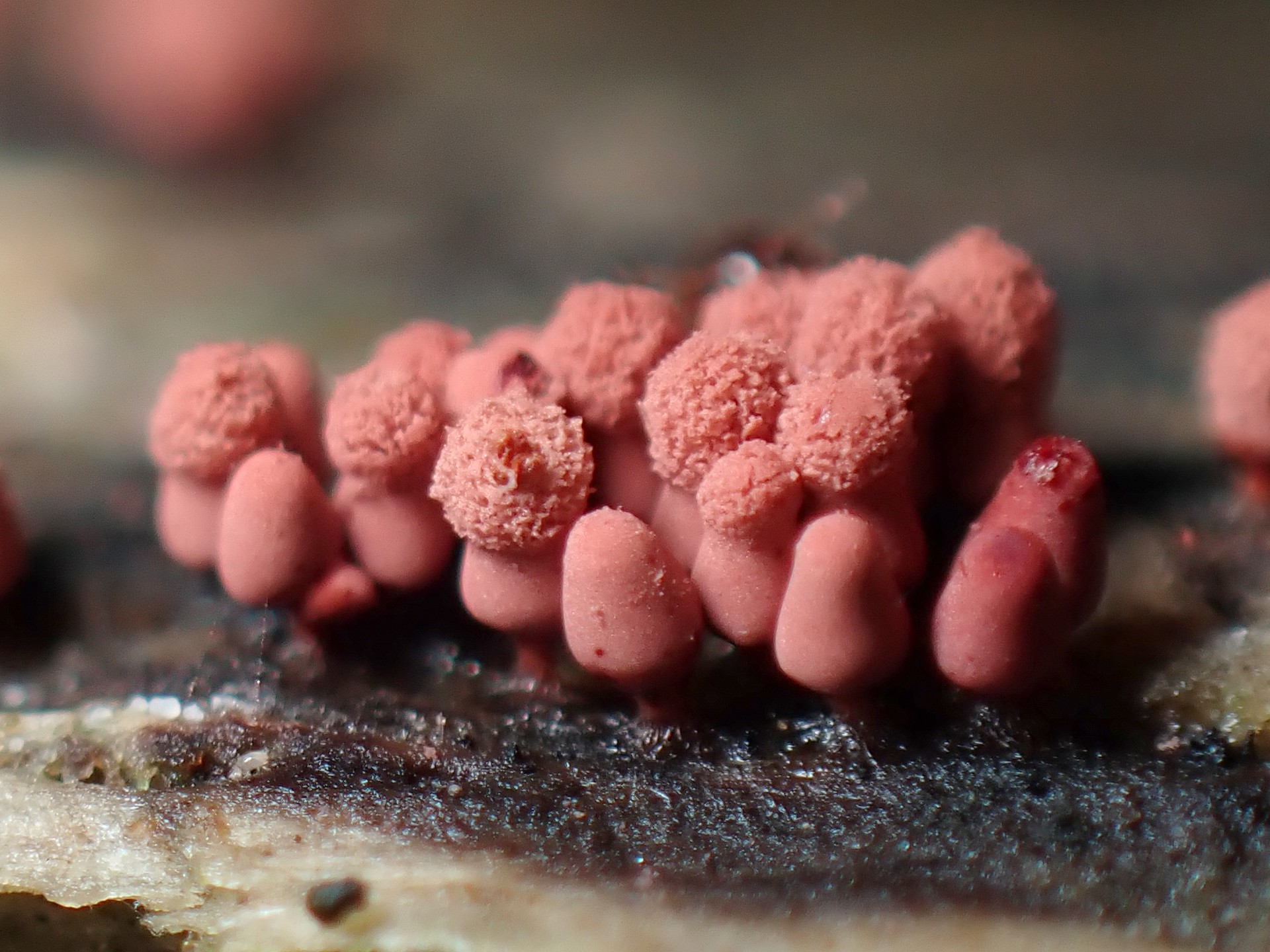 ウツボホコリ の高画質写真です。横浜市で、2025年6月14日に撮影したものです。