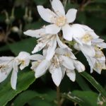 ウツギ の高画質写真です。横浜市で、2025年6月1日に撮影したものです。