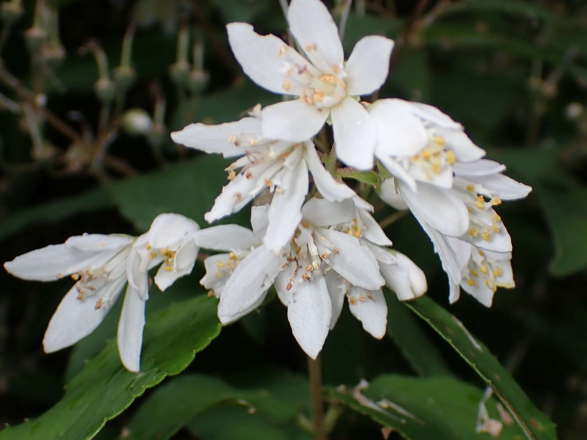 ウツギ の高画質写真です。横浜市で、2025年6月1日に撮影したものです。