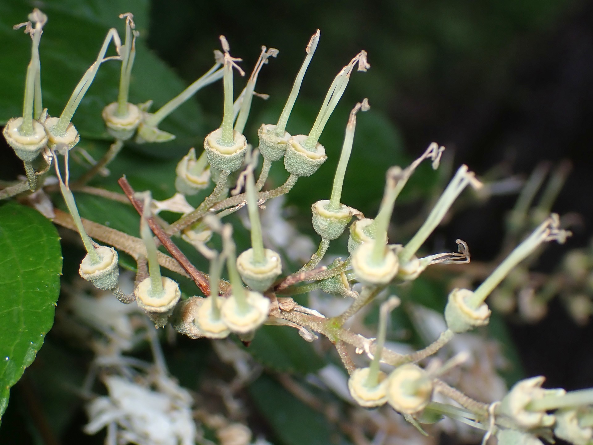 ウツギ の高画質写真です。横浜市で、2025年6月1日に撮影したものです。