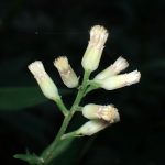 ヤブレガサ の高画質写真です。横浜市で、2025年6月20日に撮影したものです。