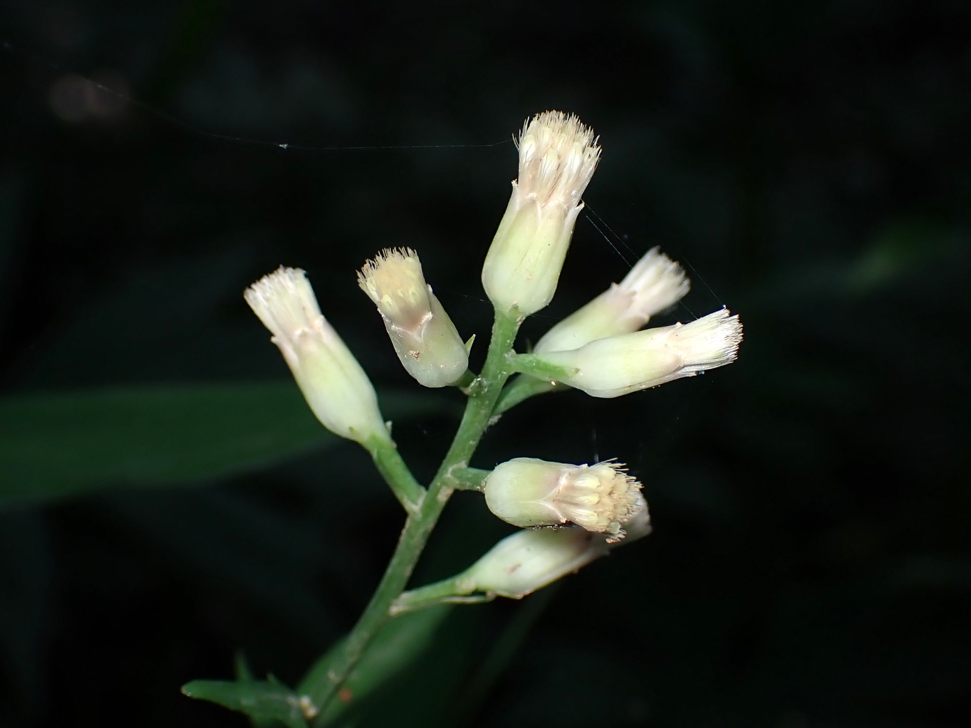 ヤブレガサ の高画質写真です。横浜市で、2025年6月20日に撮影したものです。