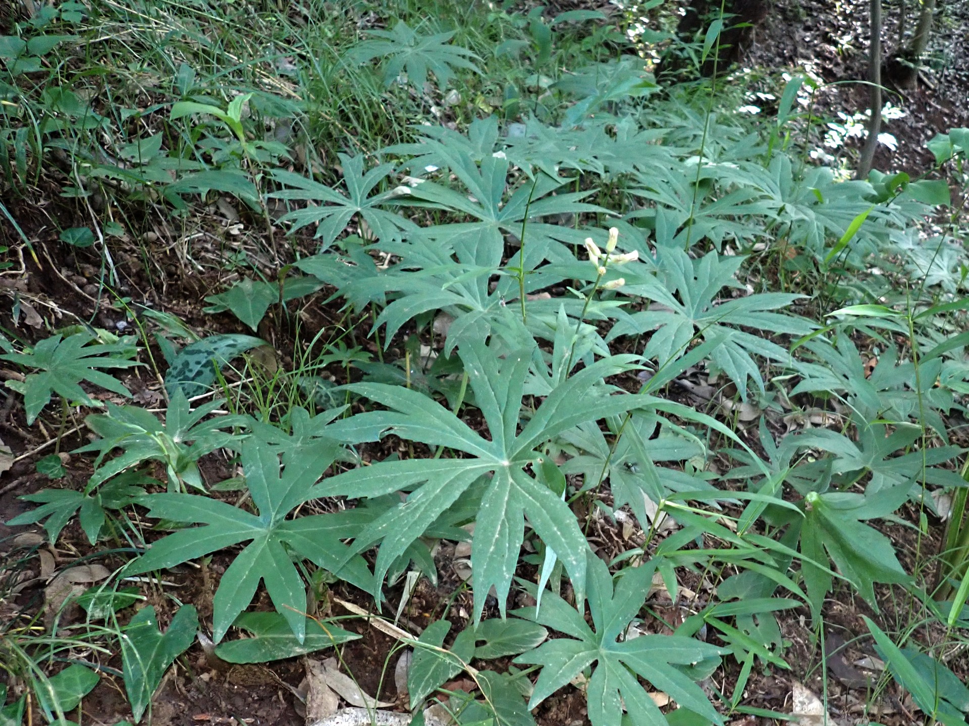 ヤブレガサ の高画質写真です。横浜市で、2025年6月20日に撮影したものです。