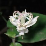 ヤマホトトギス の高画質写真です。横浜市で、2025年6月30日に撮影したものです。