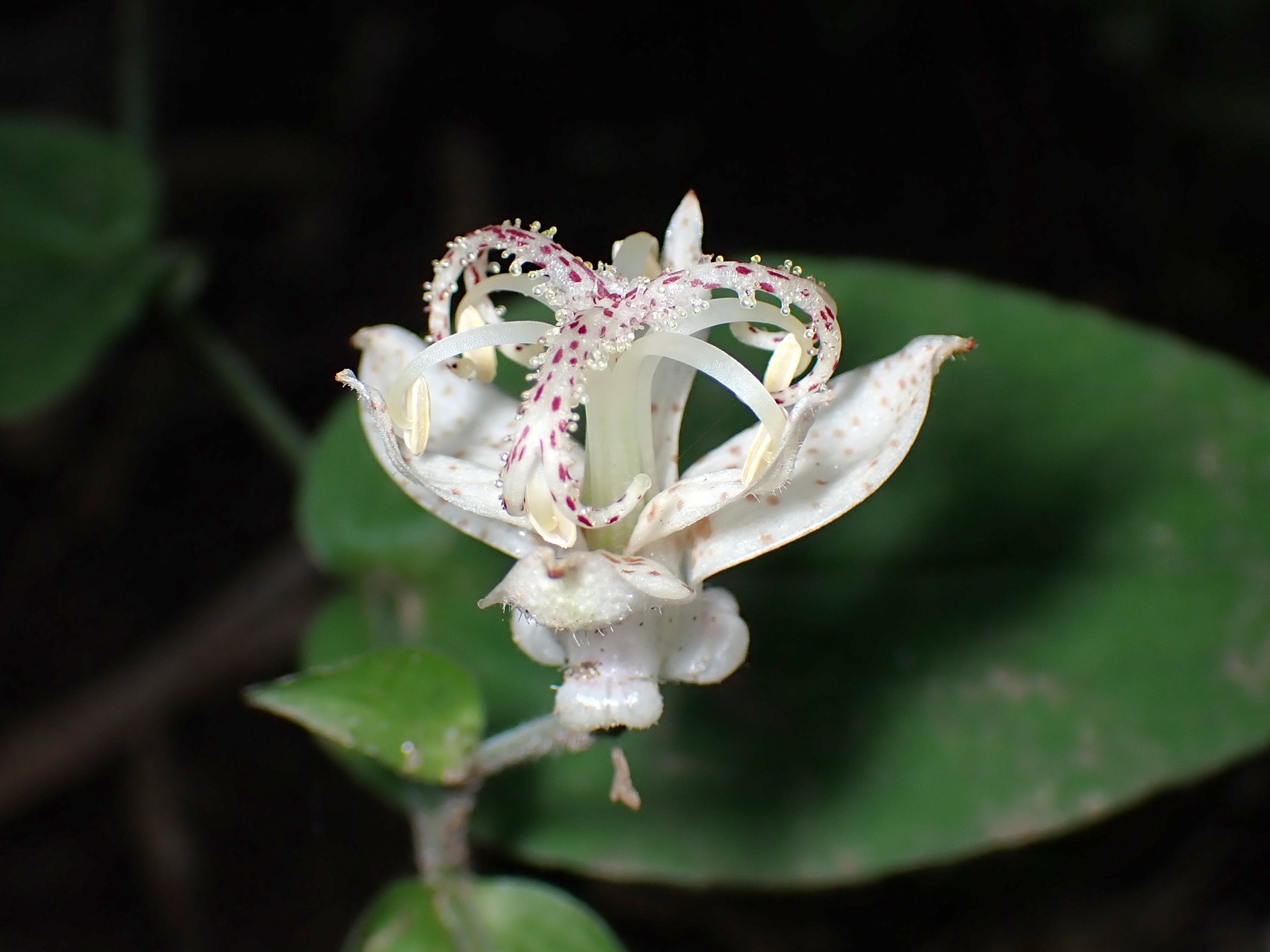ヤマホトトギス の高画質写真です。横浜市で、2025年6月30日に撮影したものです。